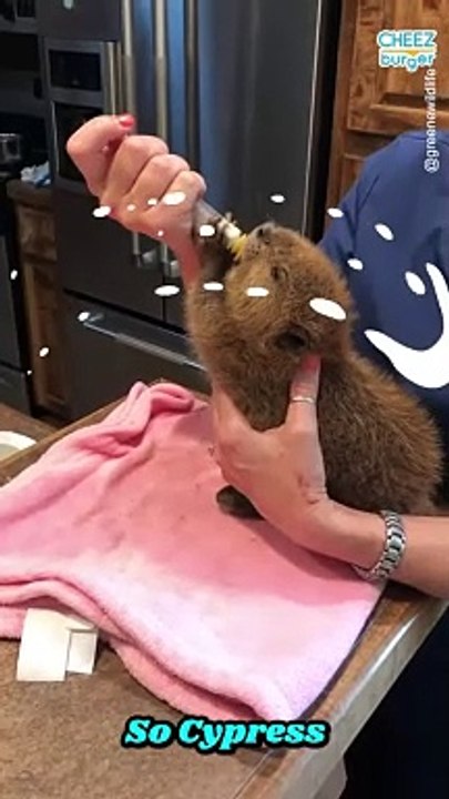 Baby Beavers