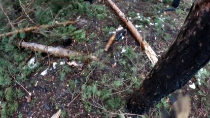 Ukraine: Enemy in the Woods - Trailer