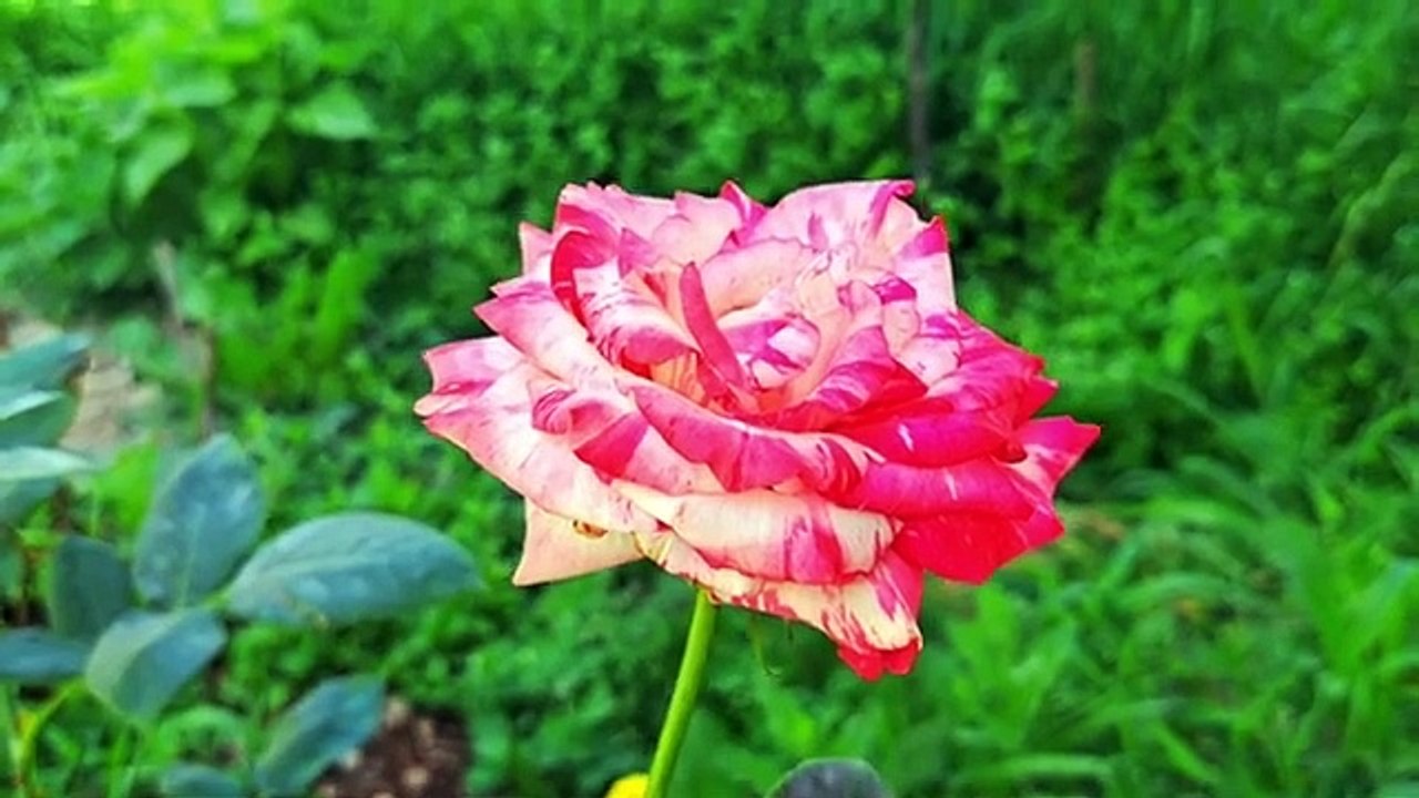Mother Cat is breastfeeding her little newborn kittens. Kittens are so beautiful 