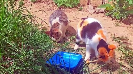 Cute pregnant cat and male cat eating food.