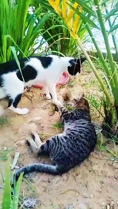 Cats fight