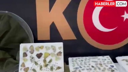 Elazığ'da 1472 Kelebek Ele Geçirildi, 1 Kişi Gözaltına Alındı
