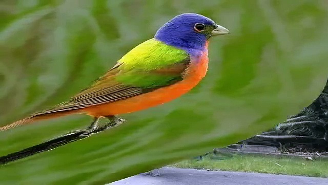 Most_Beautiful_Birds_in_the_World(360p)_1