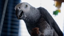 Meet the rowdy pub parrot - who shouts his favourite word 'w*****' at the bar
