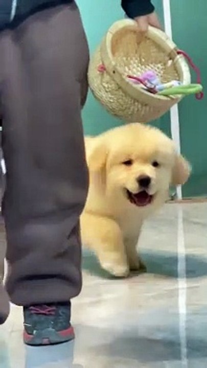 Beauty dog