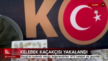 Elazığ’da endemik olduğu değerlendirilen 1472 kelebek ele geçirildi