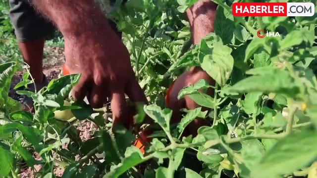 Üretici vatandaşlara seslendi: Gelin tarladan 8 liraya alın