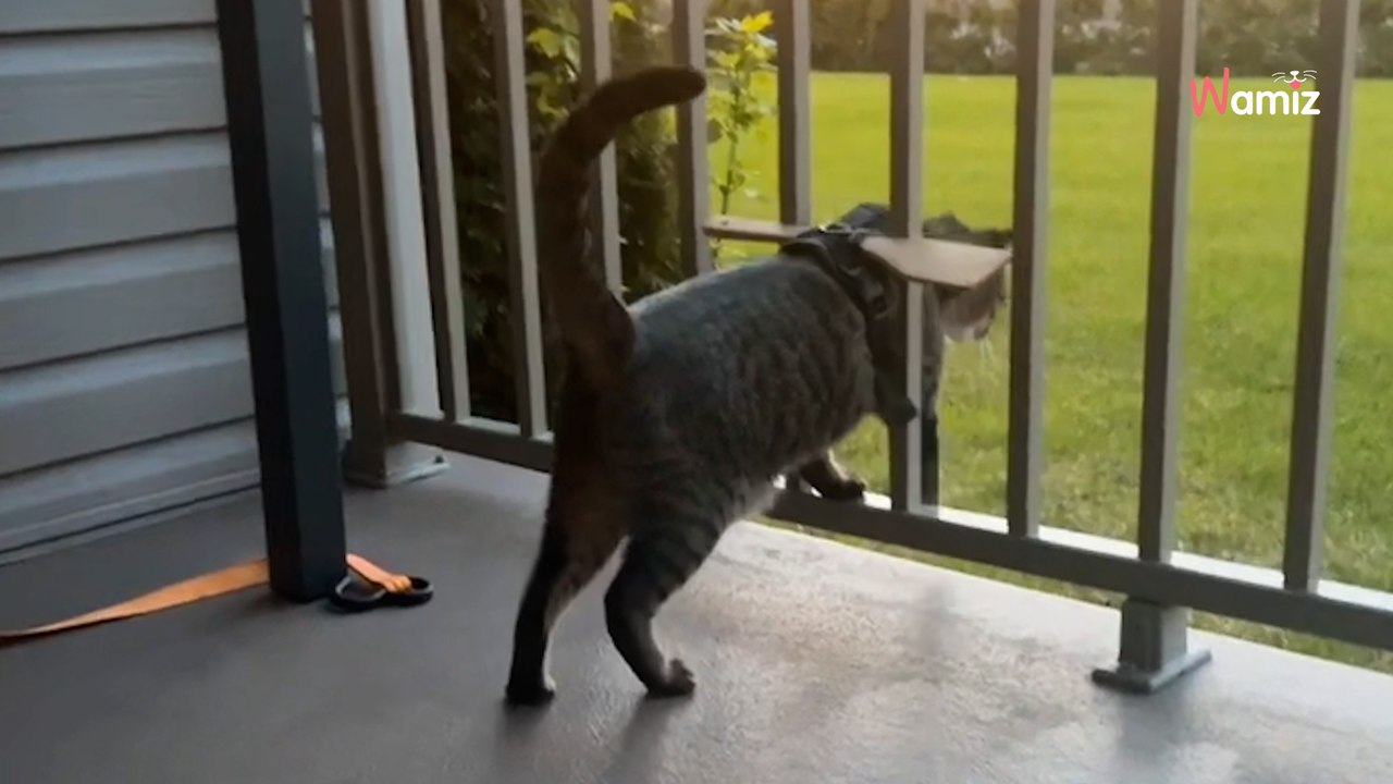 Il attache une cuillère autour du cou de son chat : idée de génie ou grosse erreur ? (Vidéo)