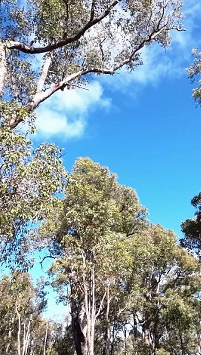 Australian Bush Bird 4