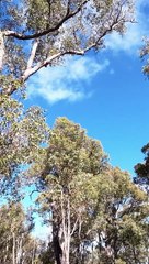 Australian Bush Bird 5