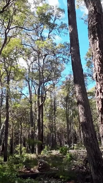 Australian Bush Bird 8