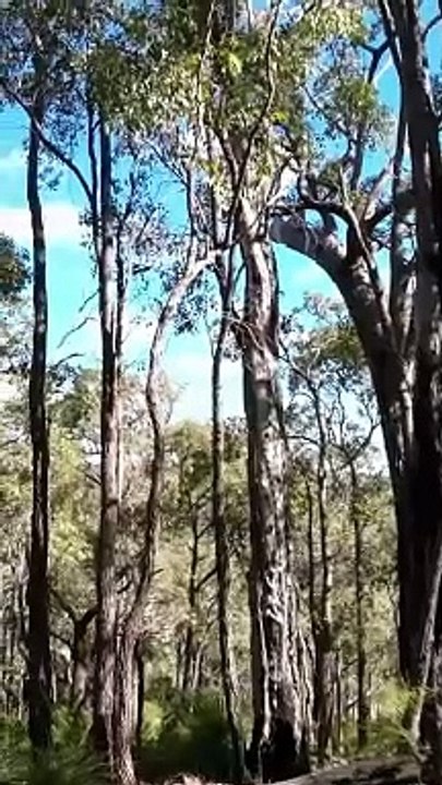 Australian Bush Bird 7