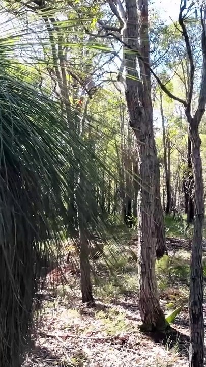 Australian Bush Bird 10