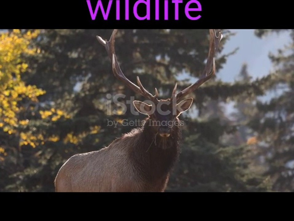 Cute wildlife