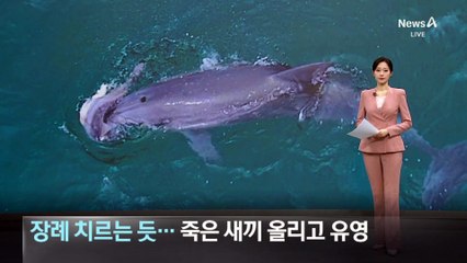 장례 치르는 듯…죽은 새끼 올리고 유영