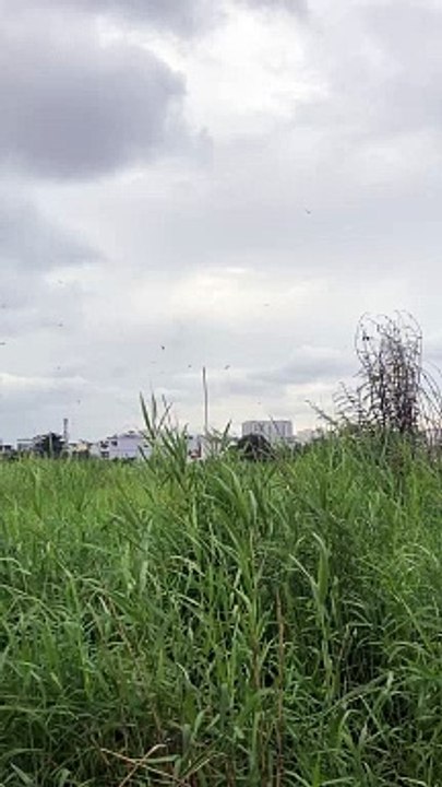 Rớt rồi rớt rồi rớt rồi down rồi down rồi ... rồi xong