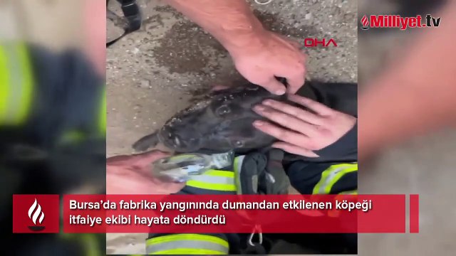 Dumandan etkilenen köpeği itfaiye ekibi hayata döndürdü