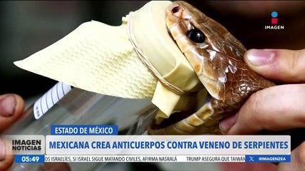 Ingeniera mexicana crea anticuerpos sintéticos contra el veneno de serpientes