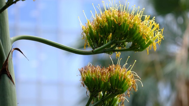 Una planta que florece una vez al siglo abre sus flores en un parque de Tokio