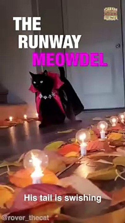 This Cat's Fits are Insane