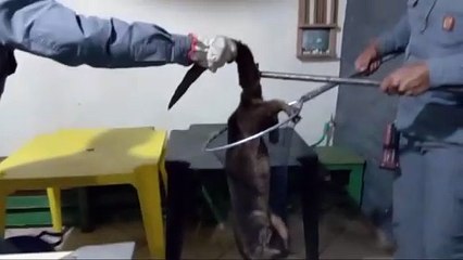 Lontra de 1 metro é encontrada em bar