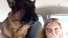 Schäferhund flippt aus, als er kapiert, wohin sie mit ihm fahren (Video)