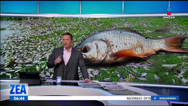 Aparecen cientos de peces muertos a las orillas del río Santiago en Juanacatlán