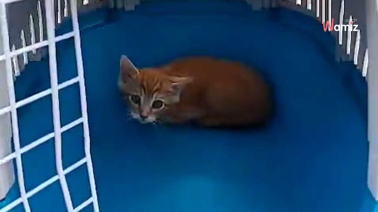 Die Feigheit in ihrer ganzen Pracht: Katzenbox vor Tierheim entdeckt
