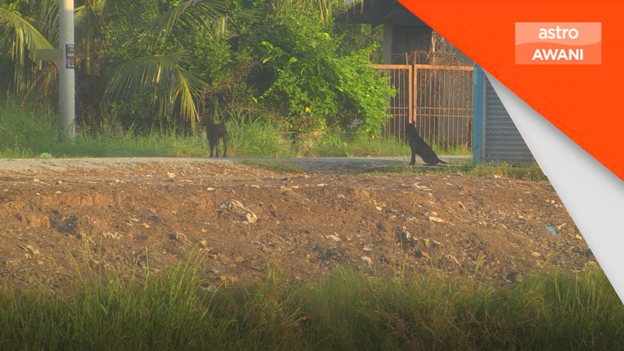 27 anjing mati disyaki diracun, JPV kesal tiada aduan awal