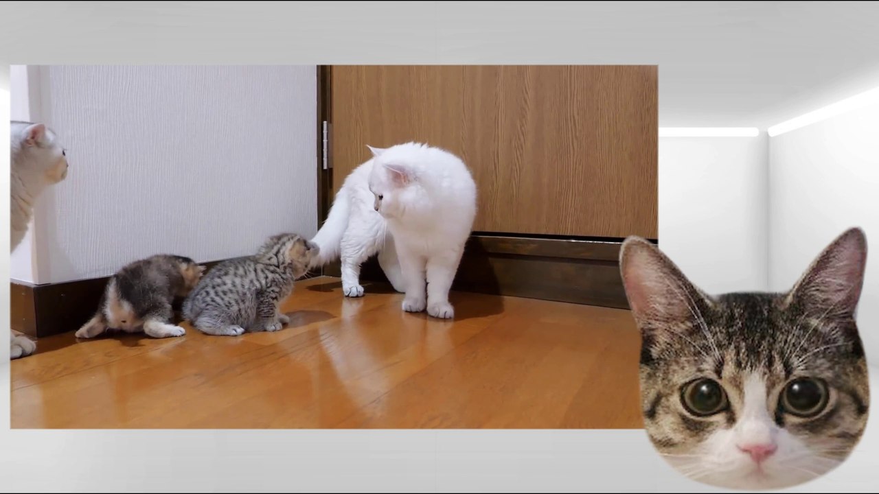 Daddy cat proud of his kittens -The kitten approaching the daddy cat to play with him was so cute.