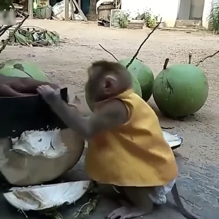 A little Monkey kid 