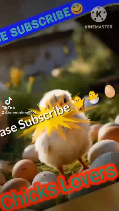 Chicks lovers  
