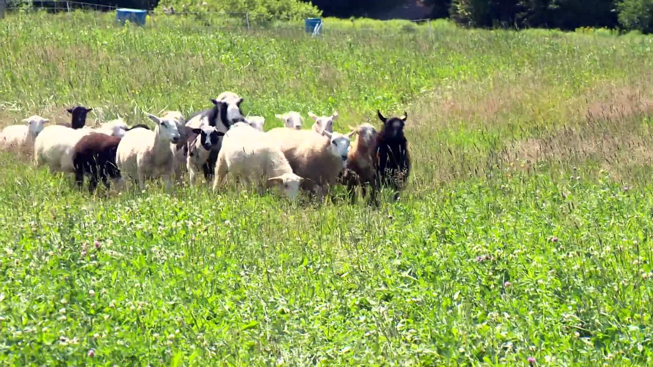 topo chien mouton