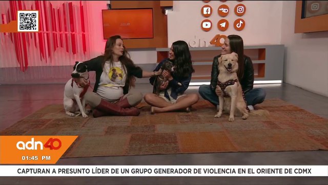 “Fundación Greta” lomitos y michis en busca de una familia | Viernes de Adopción