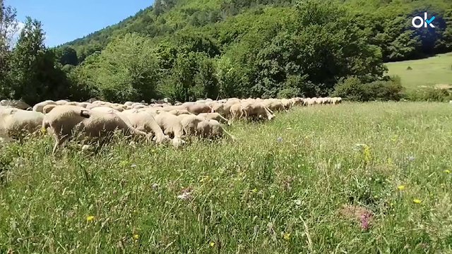 La ganadería extensiva del Pirineo aragonés en peligro por los ataques del oso: No podremos sobrevivir