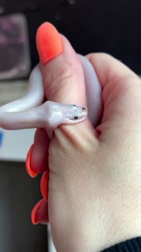 When your finger becomes snack instead of a handshake!