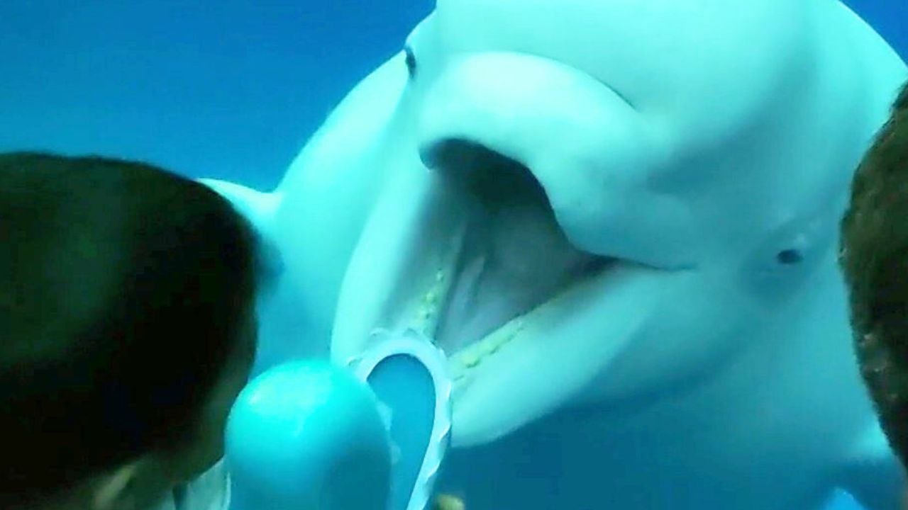 Frecher Belugawal macht Kindern Angst