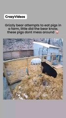 He took 3 business days to climb over and 2 seconds to escape Content via: Farmlife322 / X #grizzlybear #bears #bearsofinstagram #pigs #pigsofinstagram #farmanimals #naturecaptures #caughtoncamera #funnyanimals