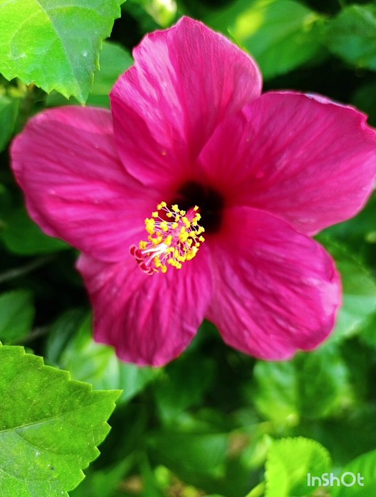 Beautiful  flower palant