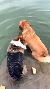 Ce chien plonge en apnée... incroyable