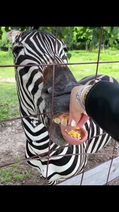 Actu & Buzz : Un zèbre tire la langue