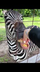 Actu & Buzz : Un zèbre tire la langue