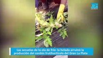 Las secuelas de la ola de frío: la helada arruinó la producción del cordón frutihortícola del Gran La Plata