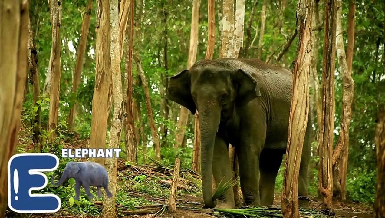 E is for Elephant  Fun ABC Song for Kids  Alphabet Learning with Phonics