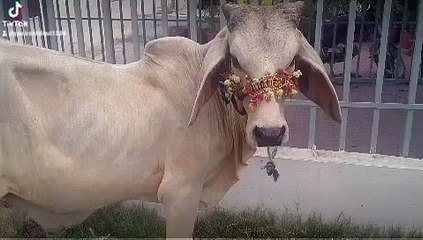 My Eid UL Azha Cow