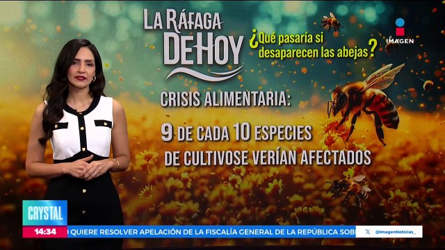 “El Abejedario”, un lugar donde las abejas tienen segundas oportunidades