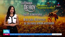 “El Abejedario”, un lugar donde las abejas tienen segundas oportunidades