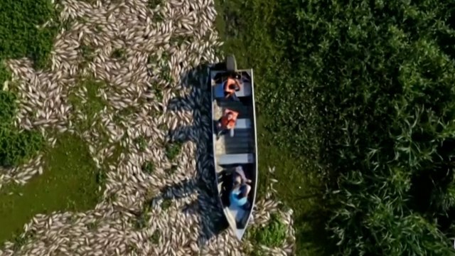 Miles de peces muertos aparecen en un río de Brasil