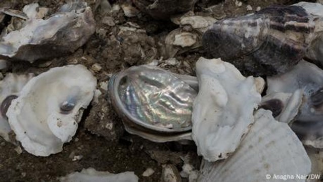 Hong Kong: Restoring oyster reefs with old shells