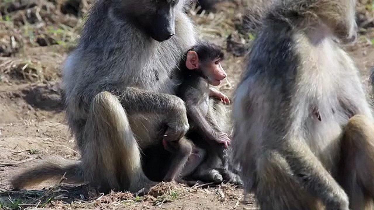 Baby baboon